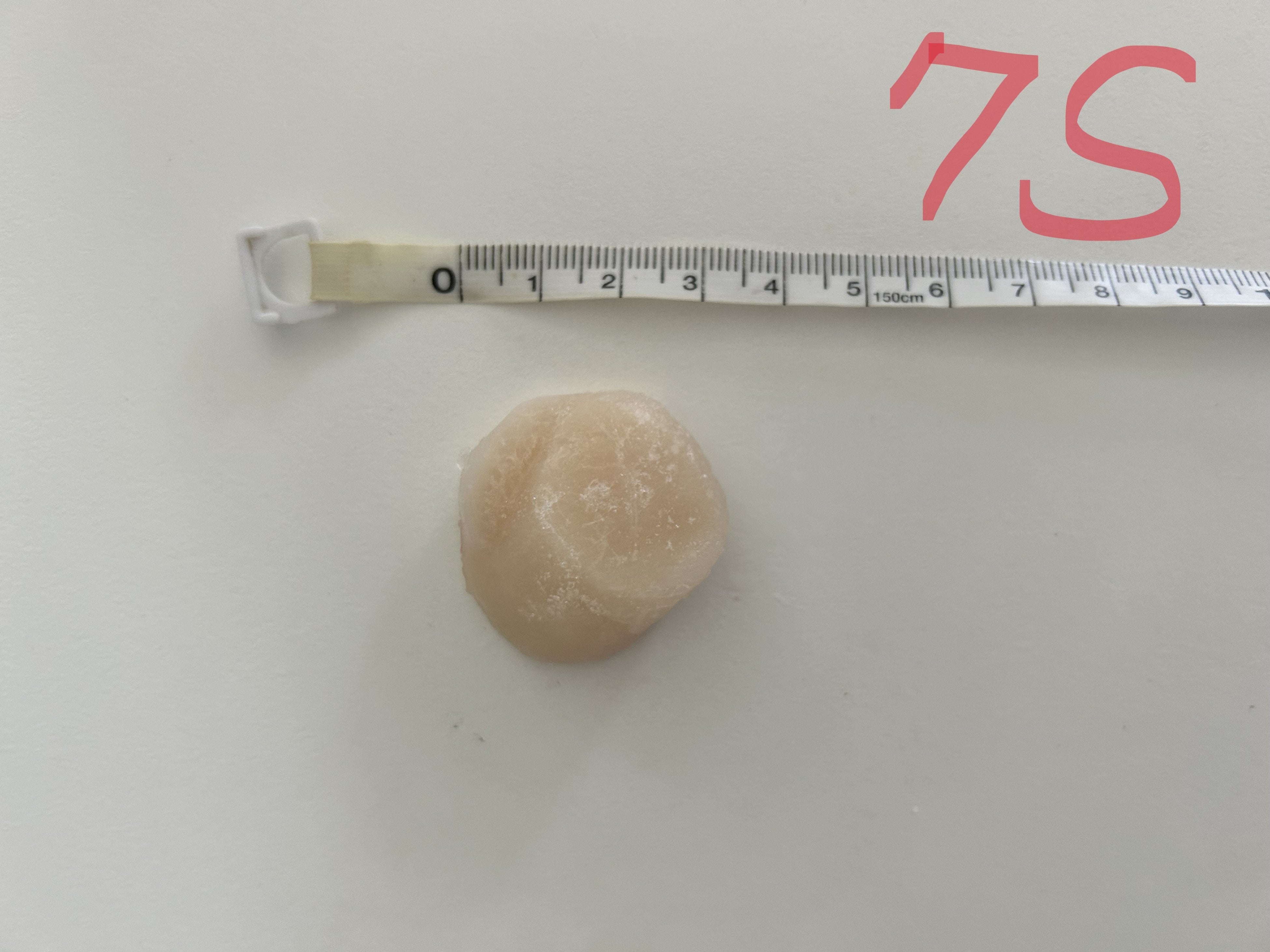 ホタテサイズ写真