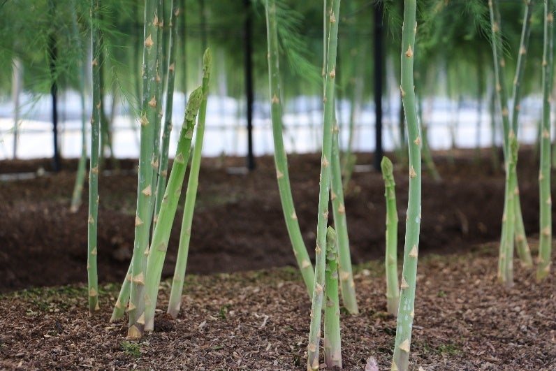 ◎佐賀県古城市「有明潮風ファーム」