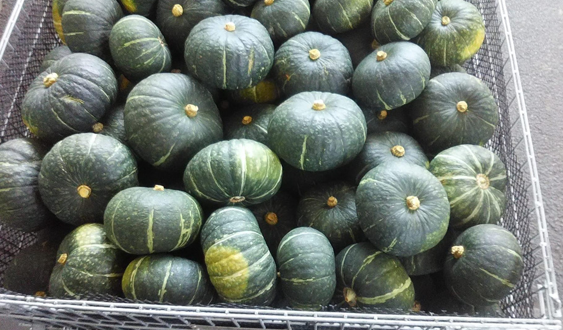 ◎熊本県玉名市「北部農園」かぼちゃ