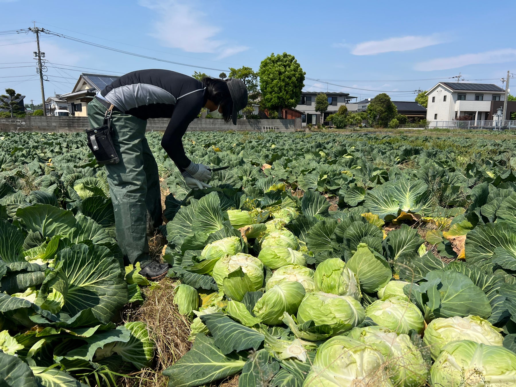 キャベツ:熊本県「北部農園」