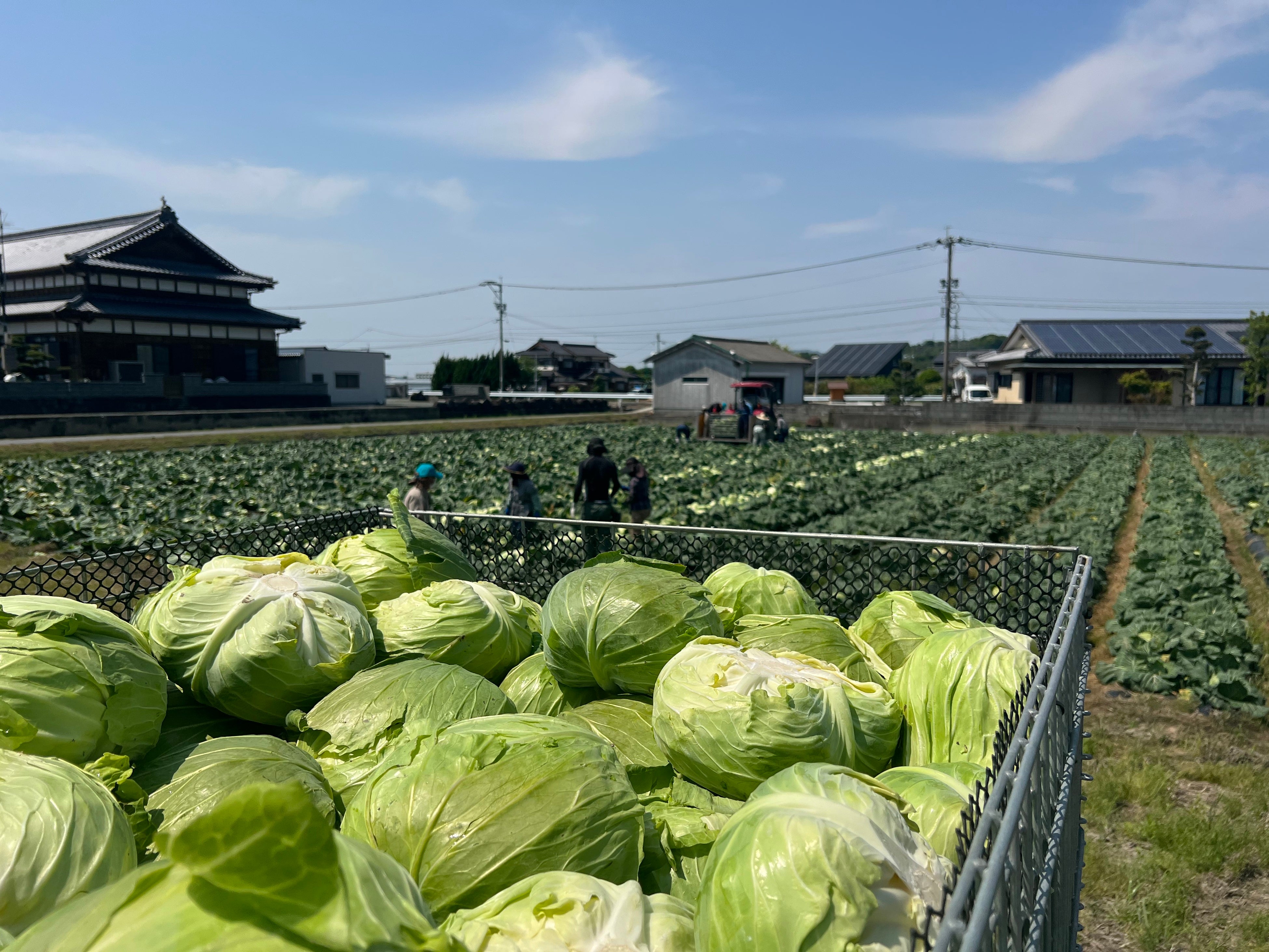 ◎キャベツ収穫
