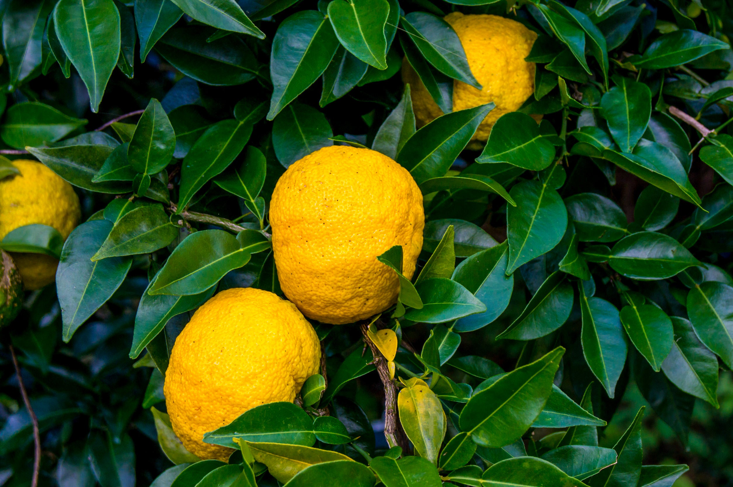 国産柚子は日本古来から伝わるリラックスの香り