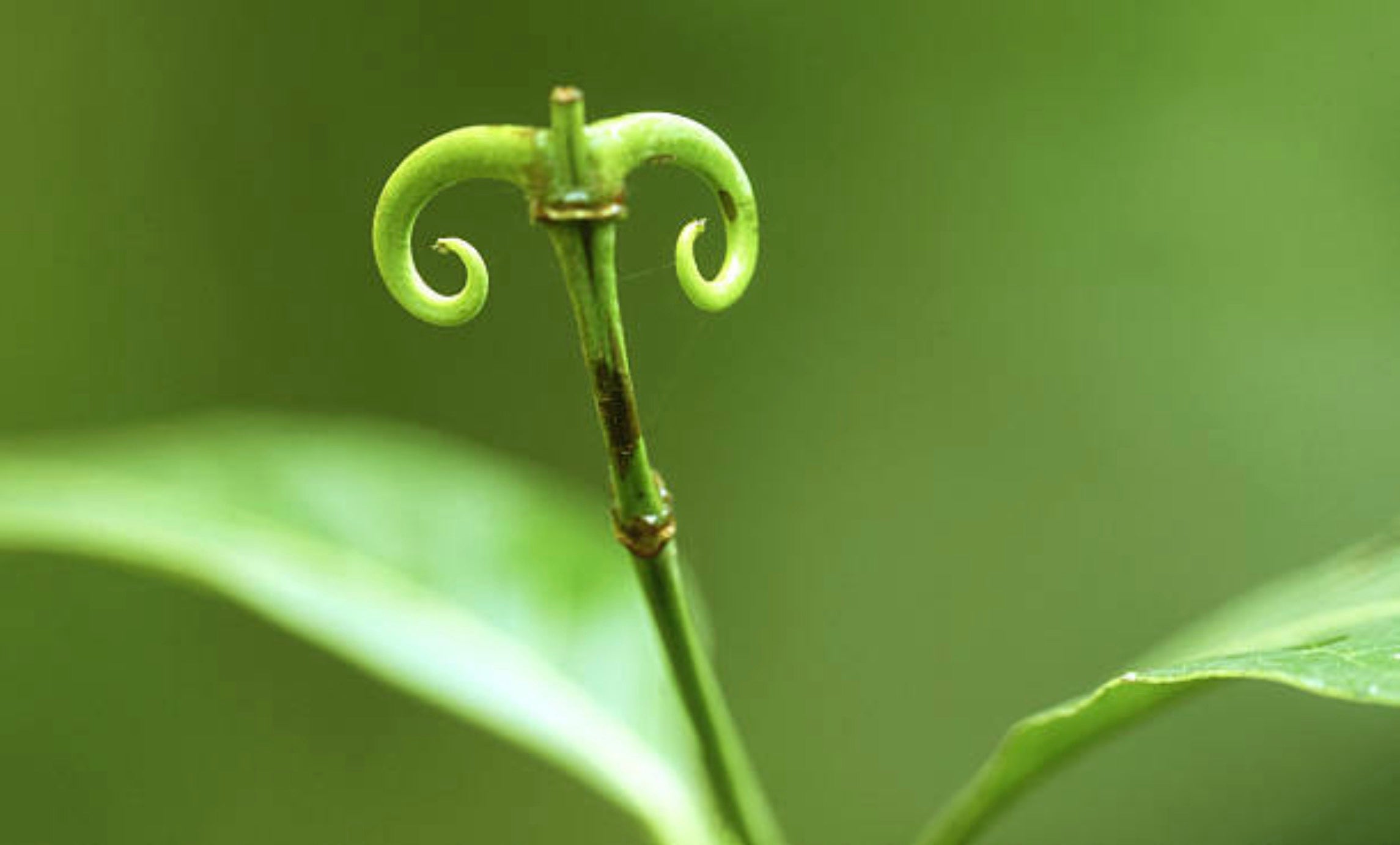 南アメリカ原産の希少な保湿整肌成分