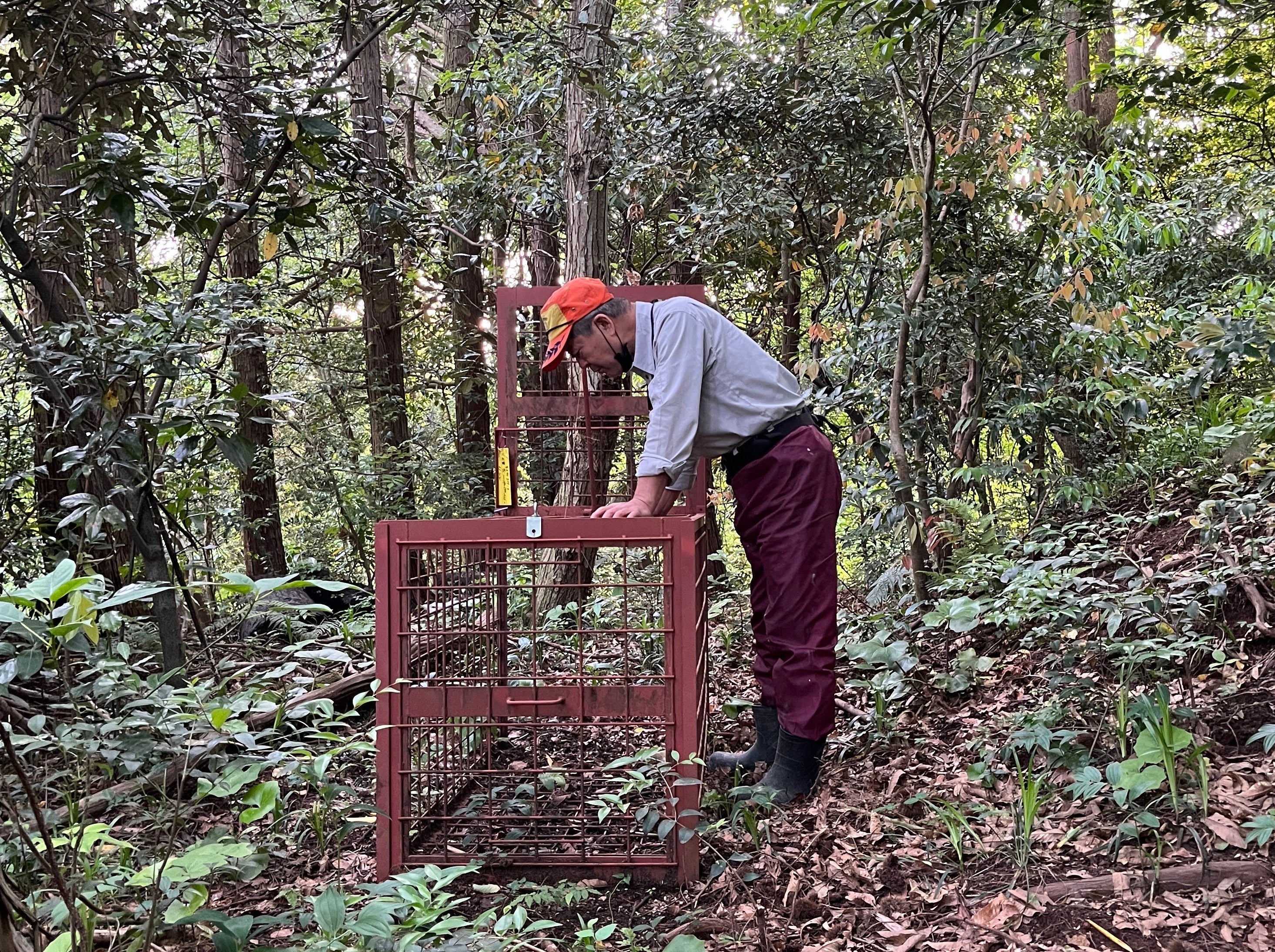 イノシシわなの様子