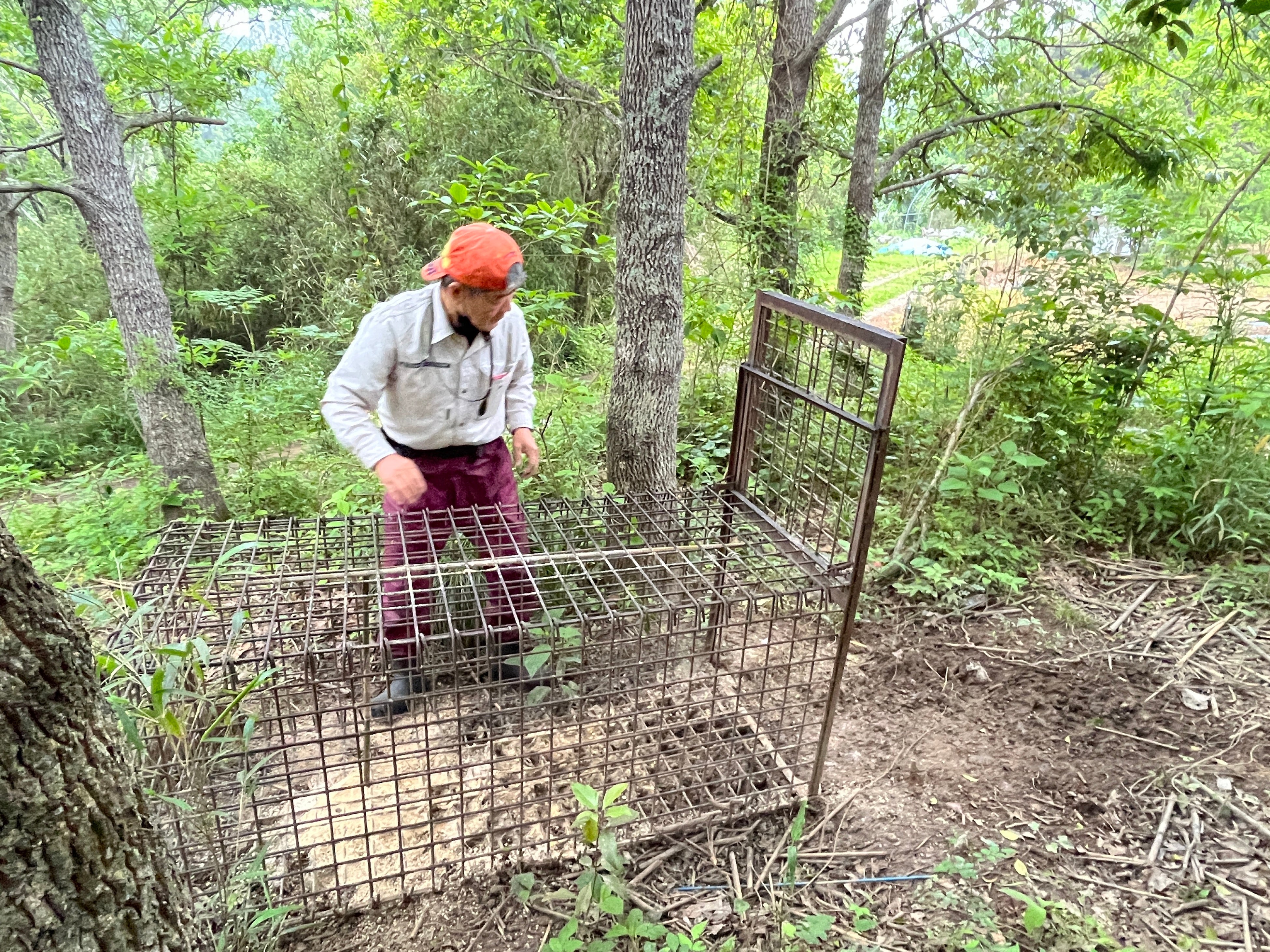実際のイノシシ罠