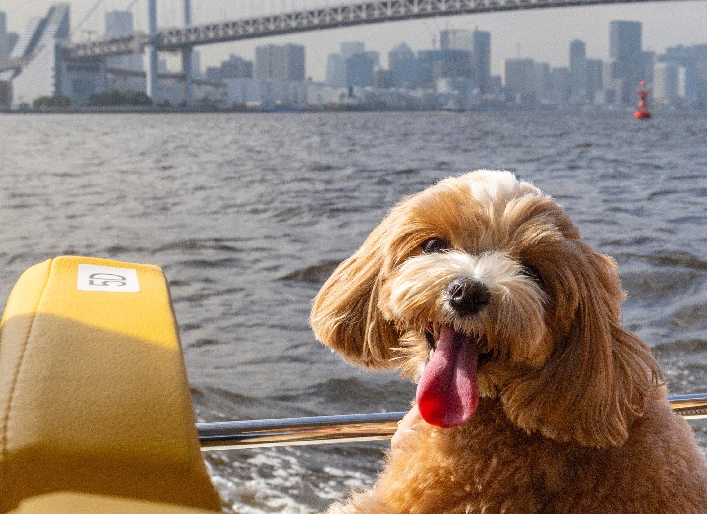レインボーブリッジと一緒に写真が撮れちゃう