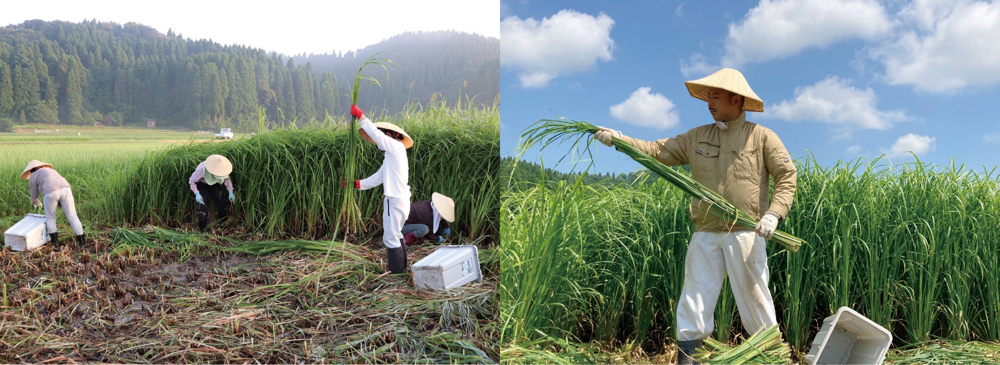 刈り取りの様子