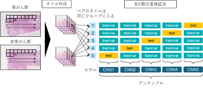 図1：肝発がん予測AIモデル作成法