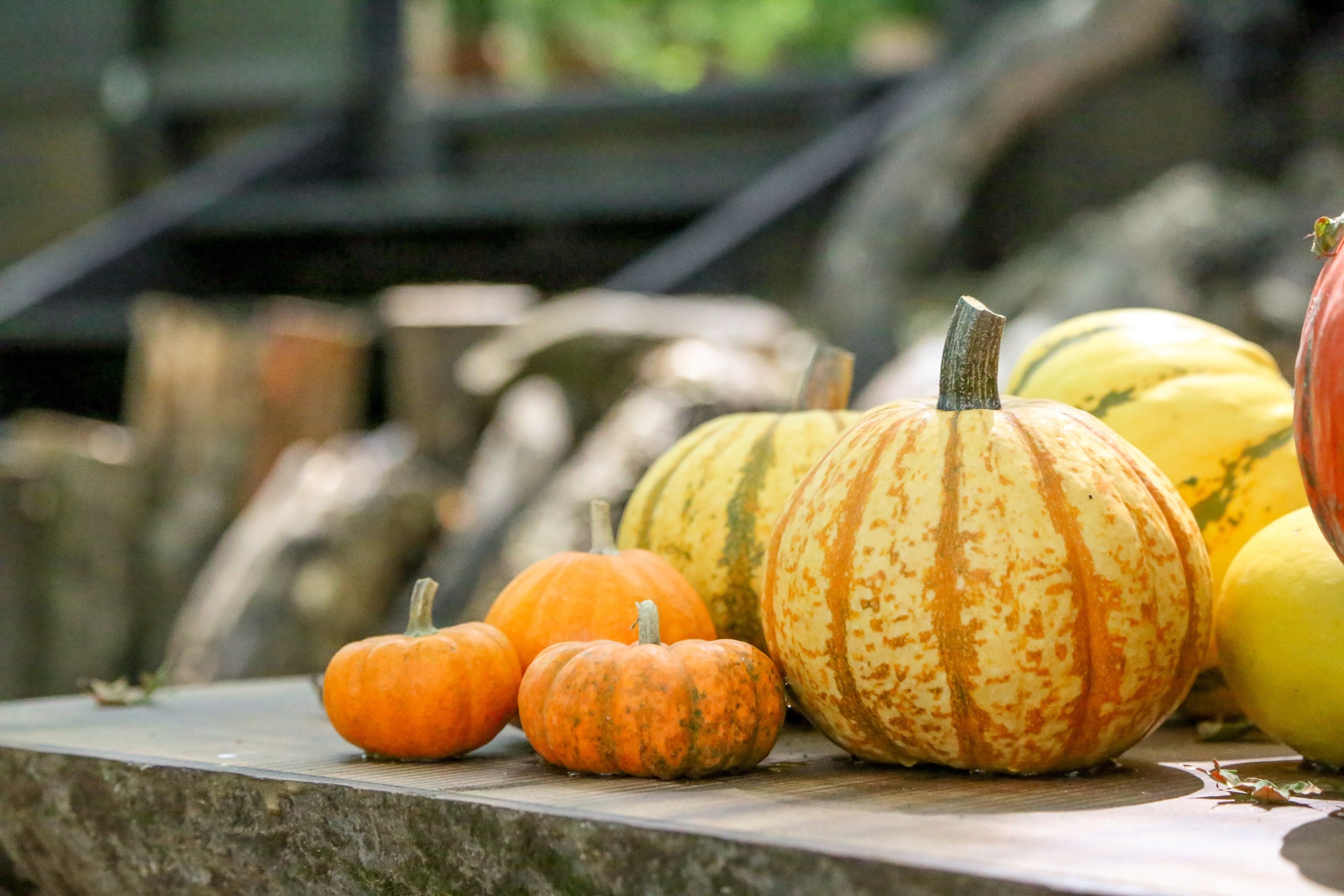 ニコライ バーグマン 箱根 ガーデンズのHALLOWEEN GARDENS’ NIGHT