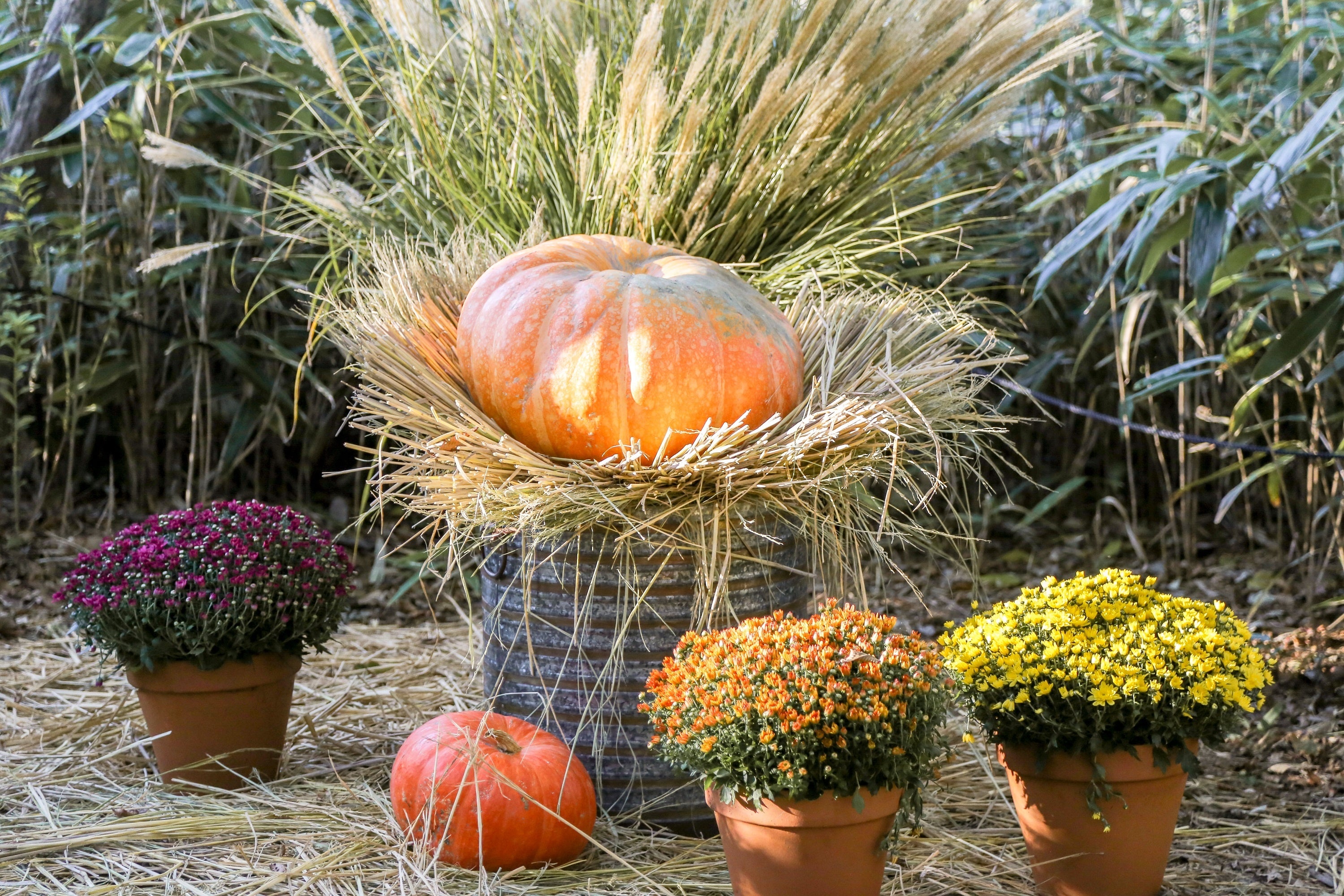 ニコライ バーグマン 箱根 ガーデンズのHALLOWEEN GARDENS’ NIGHT
