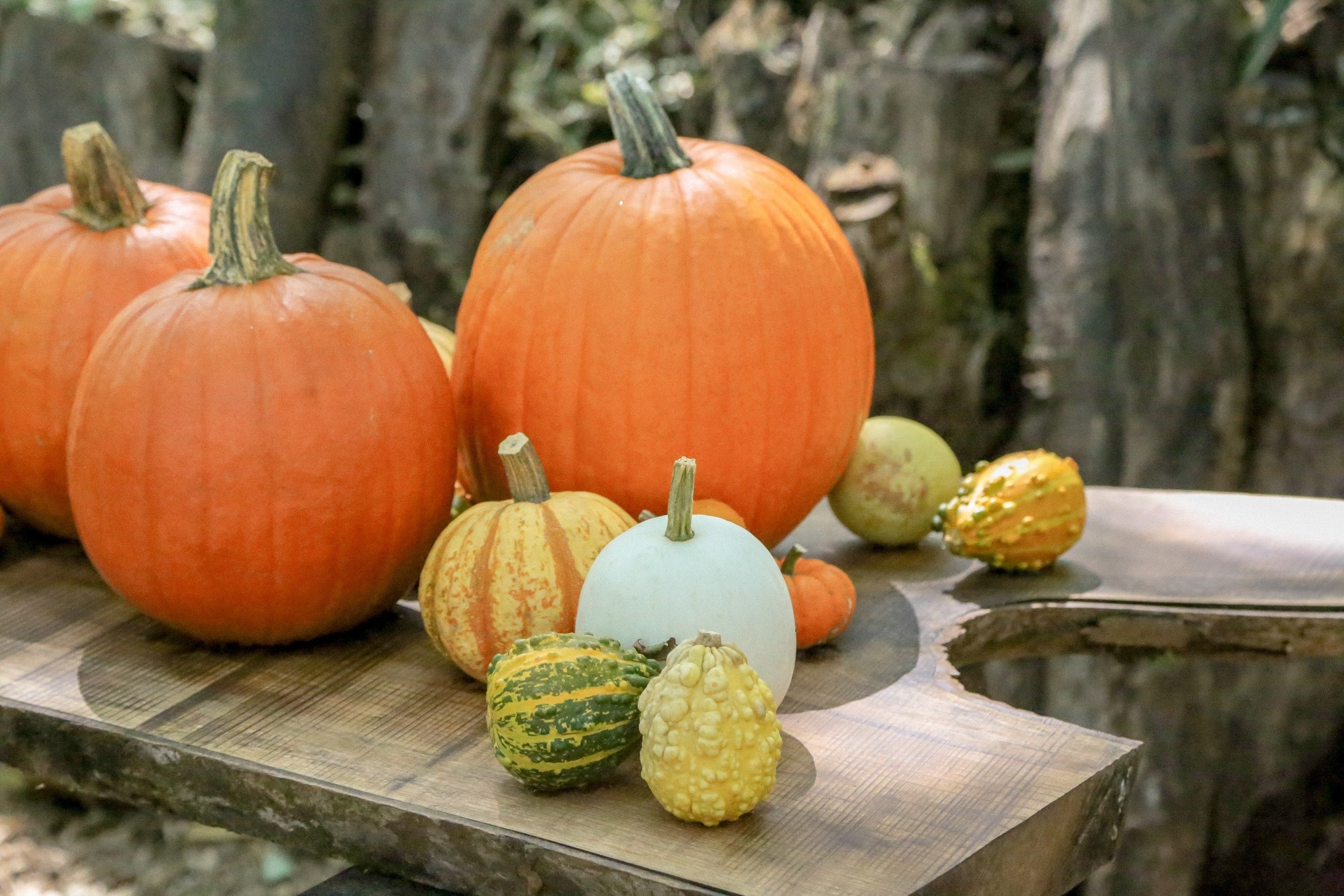 ニコライ バーグマン 箱根 ガーデンズのHALLOWEEN GARDENS’ NIGHT