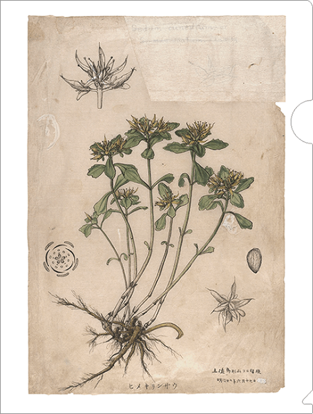 「ヒメキリンソウ」牧野富太郎画　和紙／墨、水彩／1889年　高知県立牧野植物園 所蔵 デザイン／ムロフシカエ