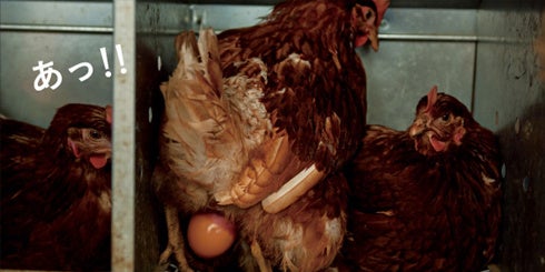 ©キッチンミノル／白泉社