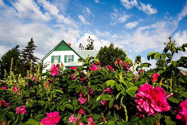 撮影／吉村和敏