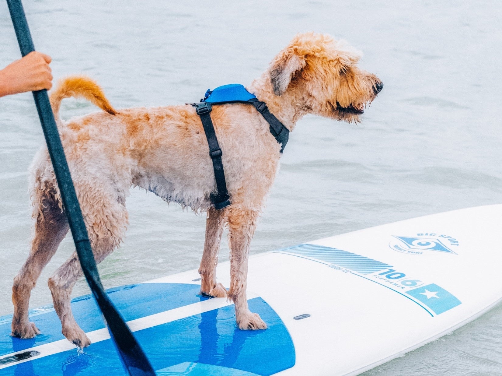 伸縮リード一体型ハーネス