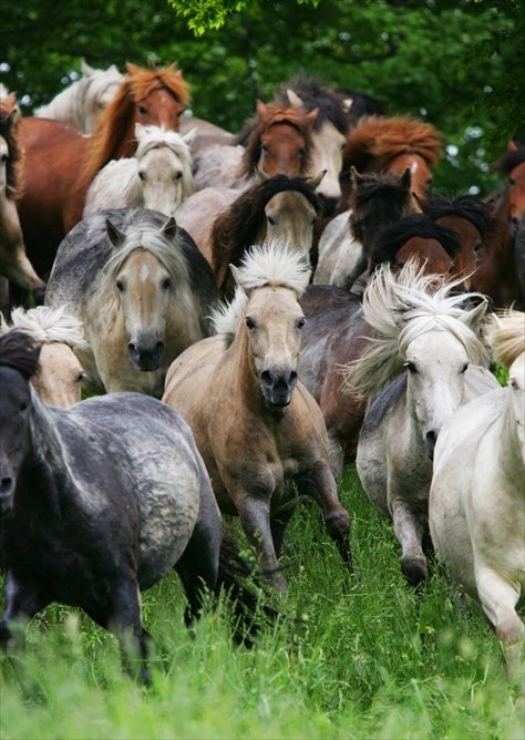 丘を駆け降り道産子たち
