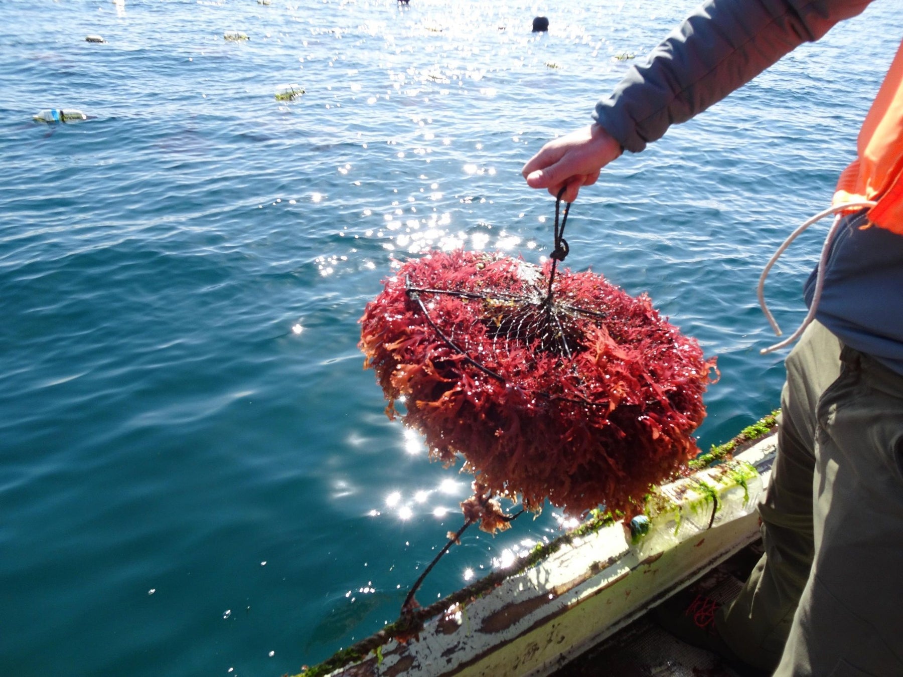 Sea vegetable Circulation