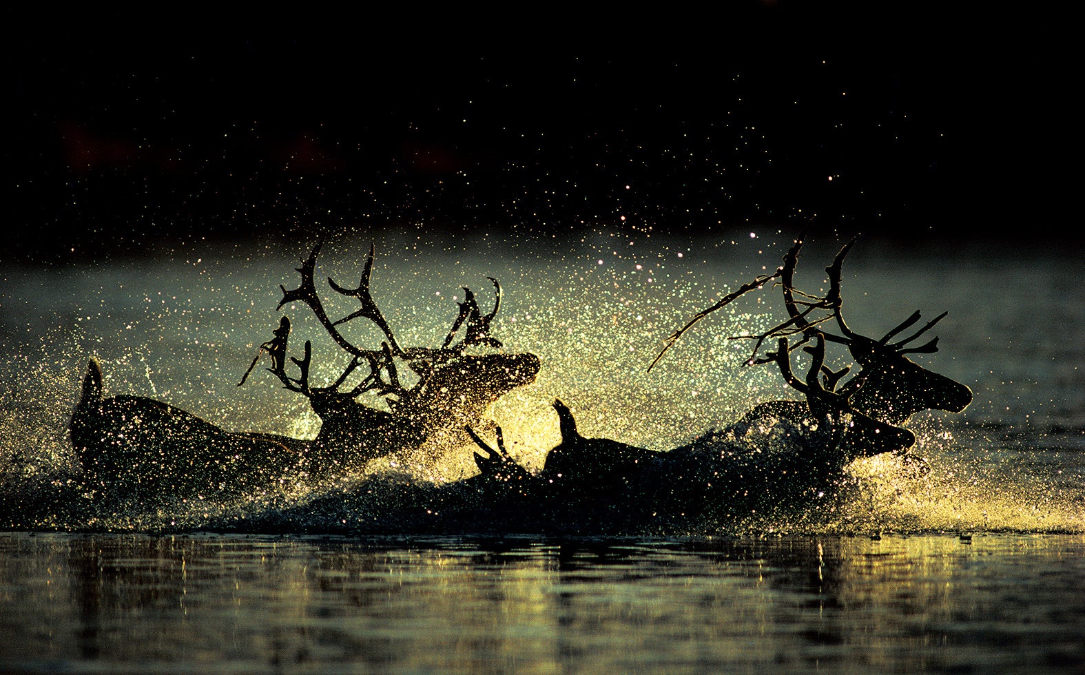 秋の夕暮れ、カリブーが極北の河を何かに急がされているように渡っていった。