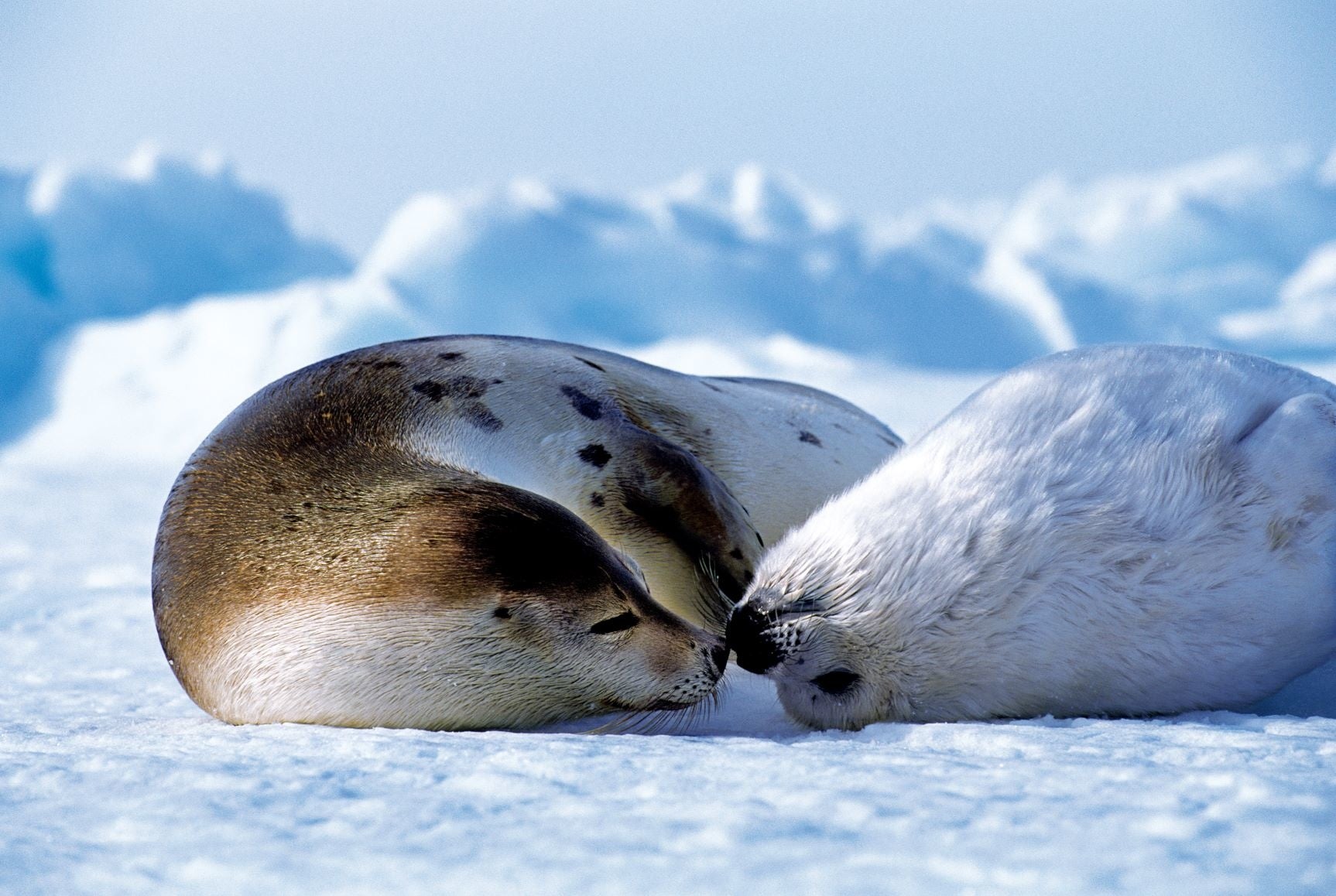タテゴトアザラシの親子。カナダ、セントローレンス湾。