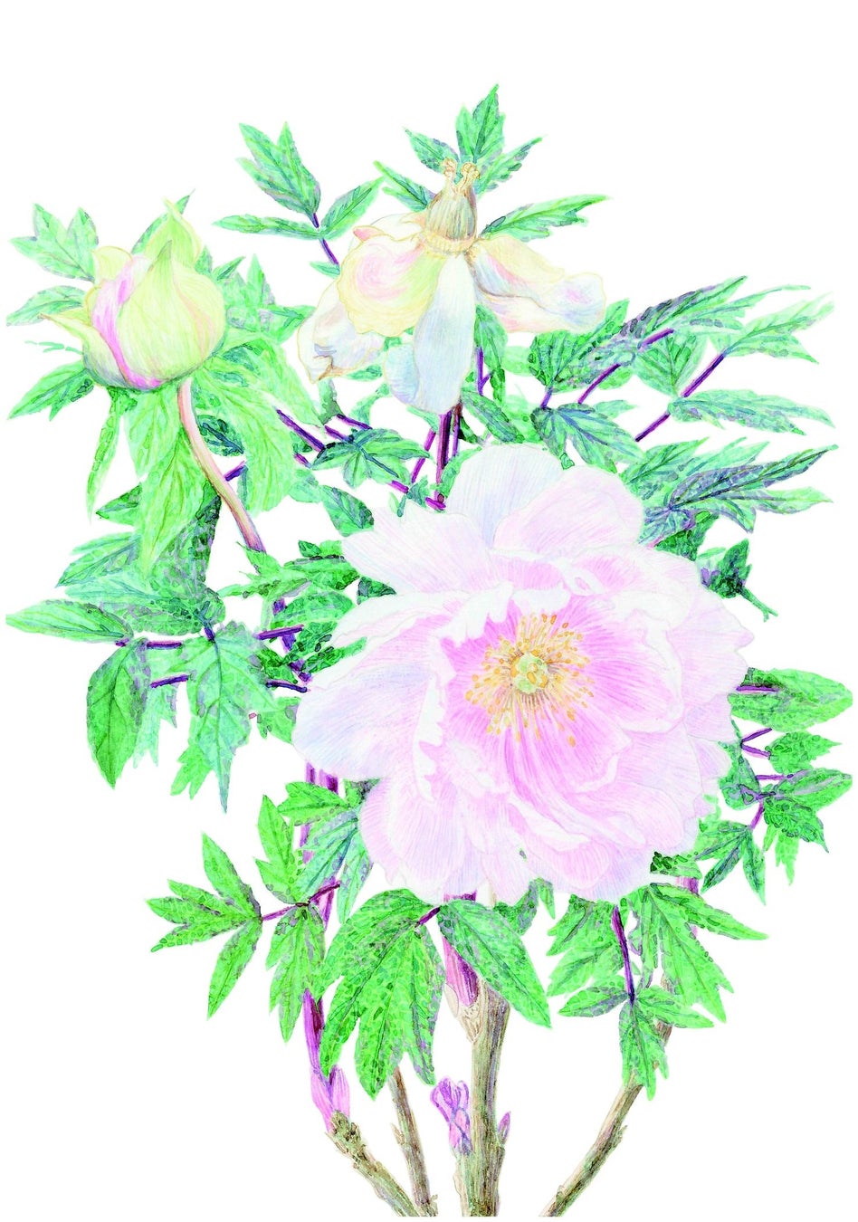 国立科学博物館 国立科学博物館主催 第38回 植物画コンクール 入選作品決定 文化庁のプレスリリース 国立科学博物館 国立科学博物館主催 第38回 植物画コンクール 入選作品決定 文化庁のプレスリリース