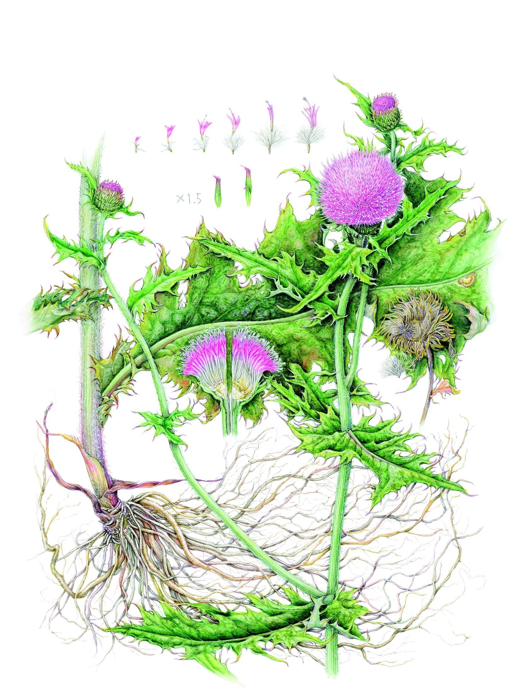 国立科学博物館】国立科学博物館主催 第38回 植物画コンクール 入選