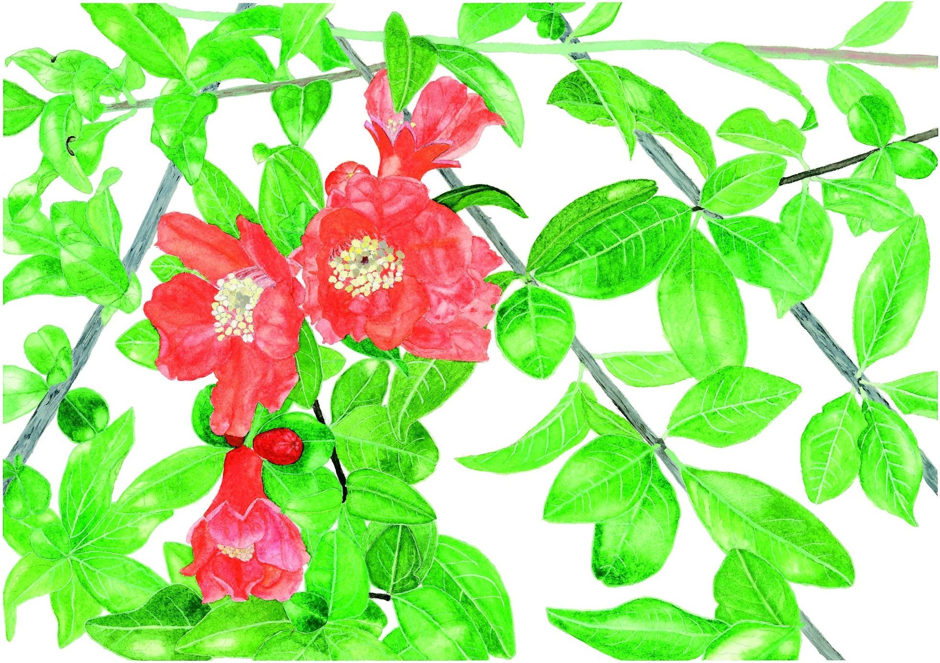 国立科学博物館 国立科学博物館主催 第38回 植物画コンクール 入選作品決定 文化庁のプレスリリース 国立科学博物館 国立科学博物館主催 第38回 植物画コンクール 入選作品決定 文化庁のプレスリリース