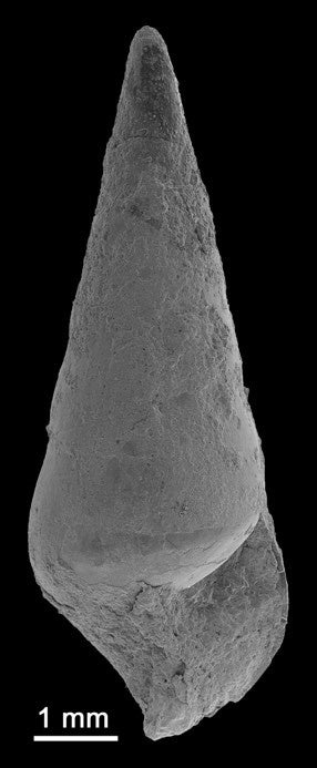 巻き貝　始新世（約5千万年前）の化石 微小な巻き貝化石6種発見 千葉県立中央博物館で公開 銚子の1億