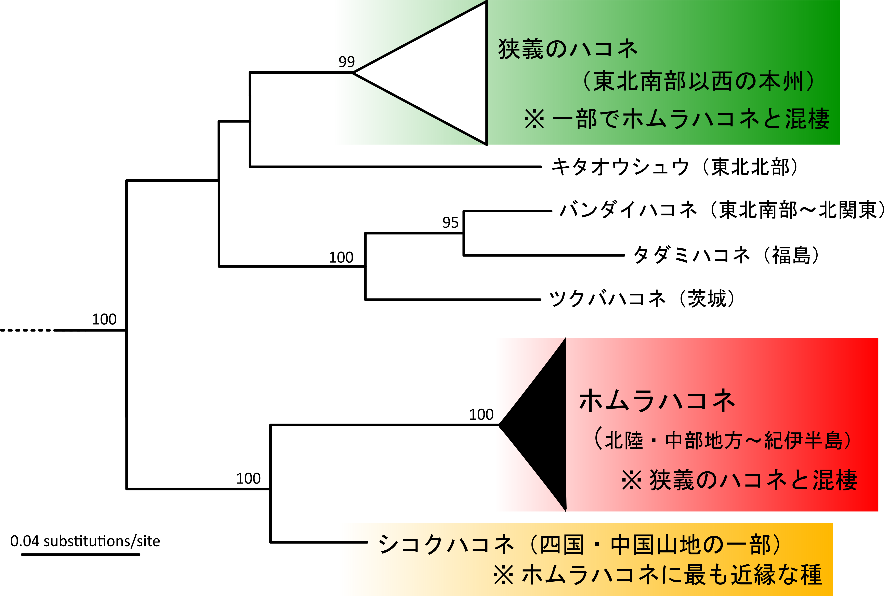図２．ミトコンドリアDNAの塩基配列に基づく日本産ハコネサンショウウオ属の系統樹。