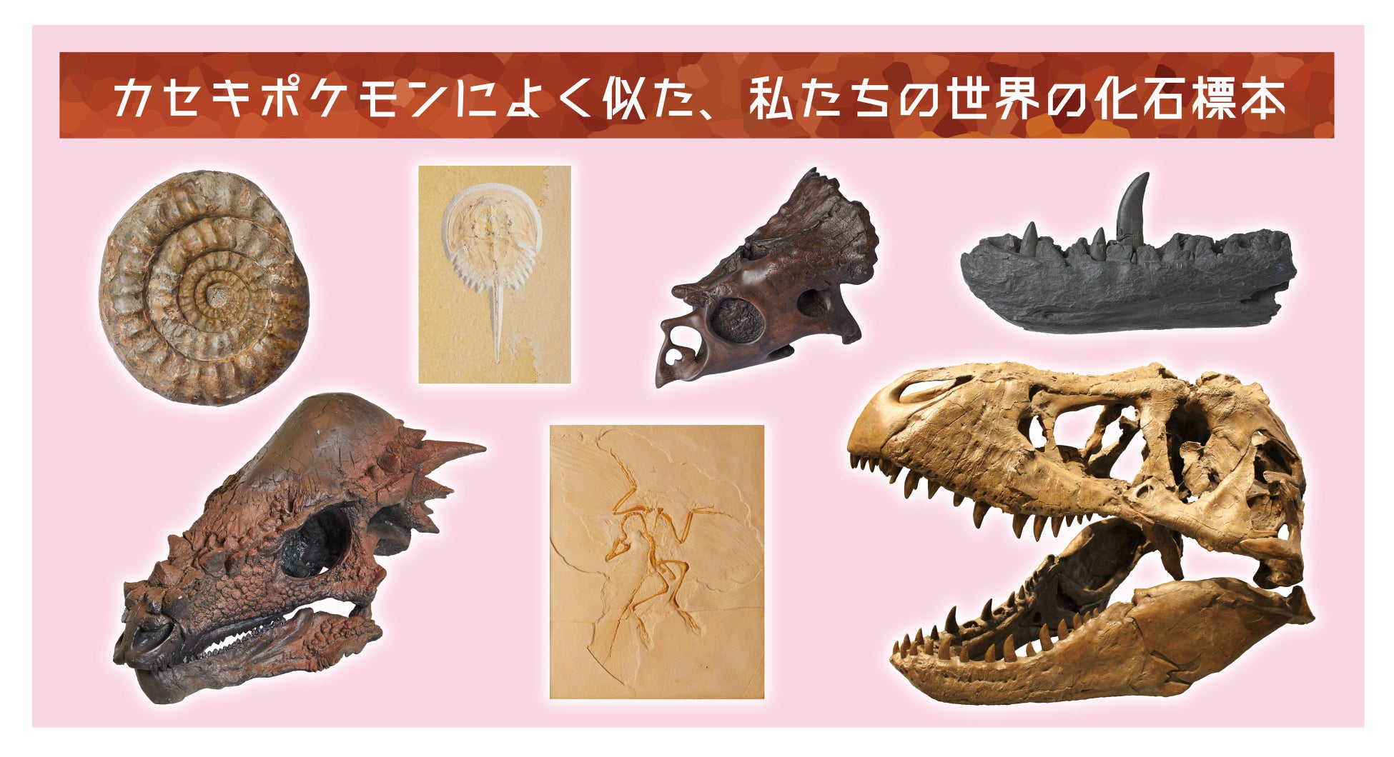 展示の見どころ3