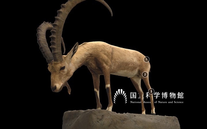 国立科学博物館】「剥製3Dデジタル図鑑 “Yoshimoto 3D”」非公開 国立科学博物館】「剥製3Dデジタル図鑑 “Yoshimoto 3D”」非公開