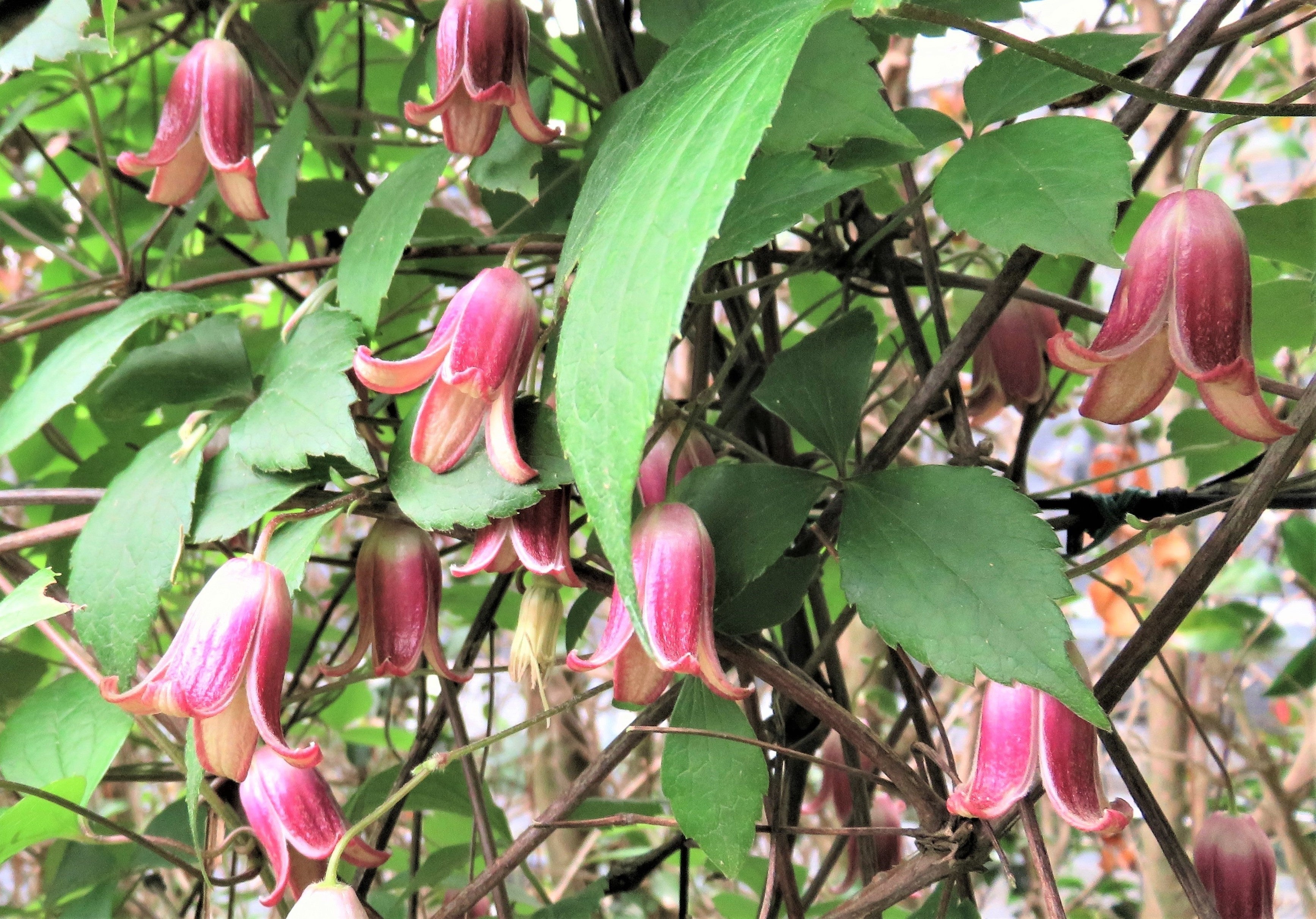 ハンショウヅル：半鐘に似た形の花を咲かせる日本固有のクレマチス。5月中旬頃に開花する。近縁種には絶滅危惧種もあり、開花時には公開予定。