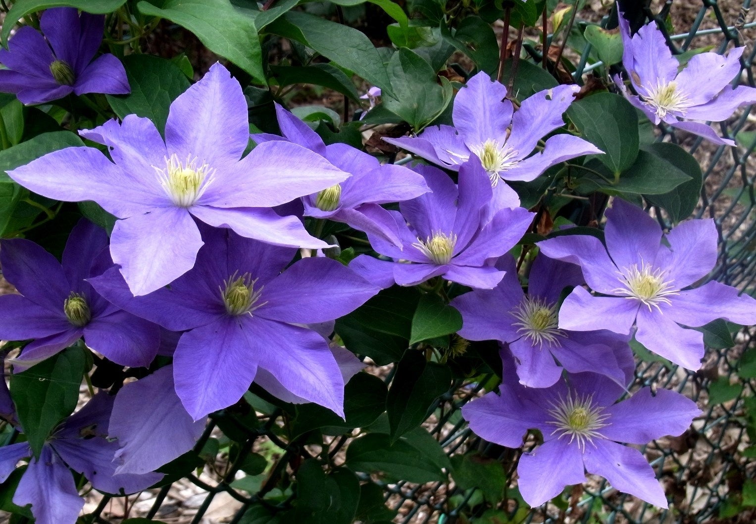 藤娘（フジムスメ）：日本の代表的な品種で、海外でも流通している。当園で人気No.1の品種。会期後半に開花する。