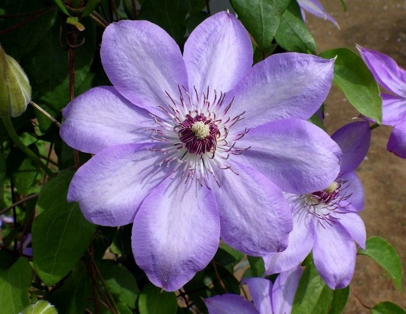 カザグルマ（群馬・長野原産）：花に多様な変異が見られる産地だったが、ダム建設で自生地が消失。