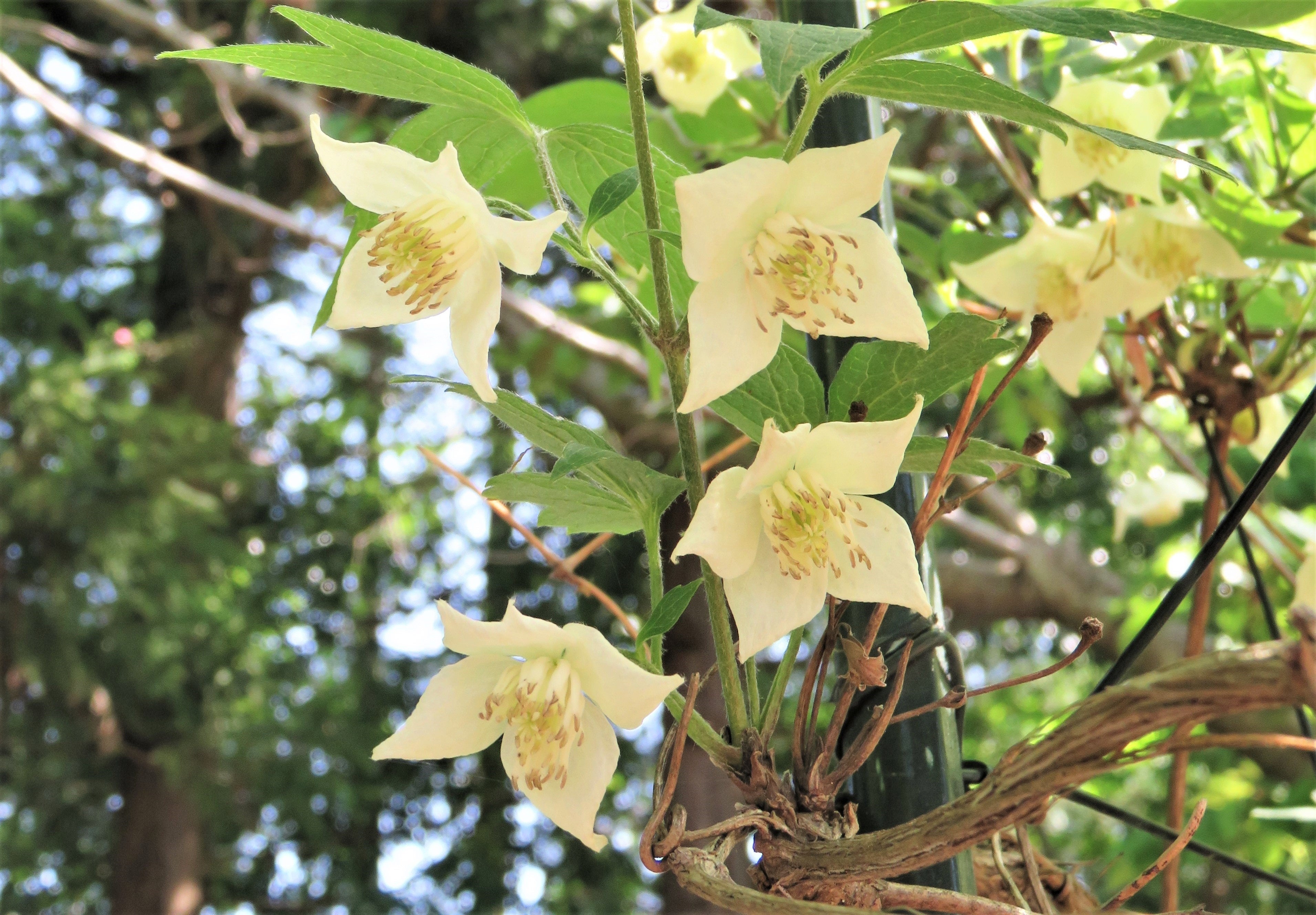 シロバナハンショウヅル：日本の固有種で会期前半に開花する。当園の展示株は、黒船来航時にタイプ標本が採集された産地（静岡県下田市）由来。