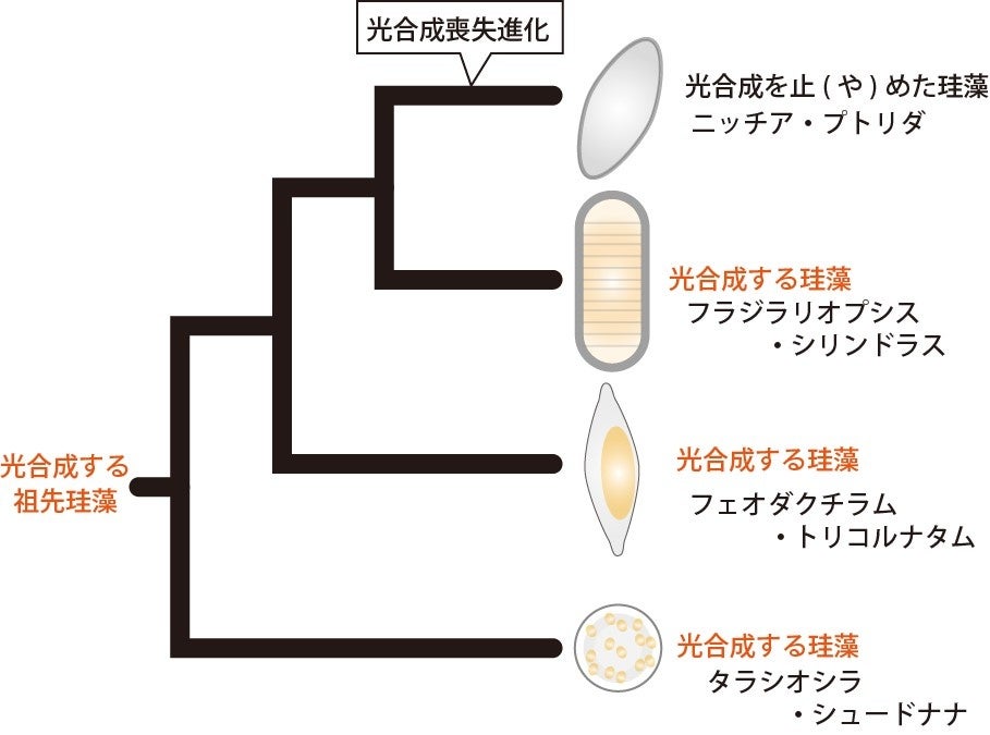 図1 光合成を止(や)めた珪藻と代表的光合成性種との関係。ニッチア・プトリダも、もともとは光合成をしていたが進化の過程で光合成を止めたことが分かる。