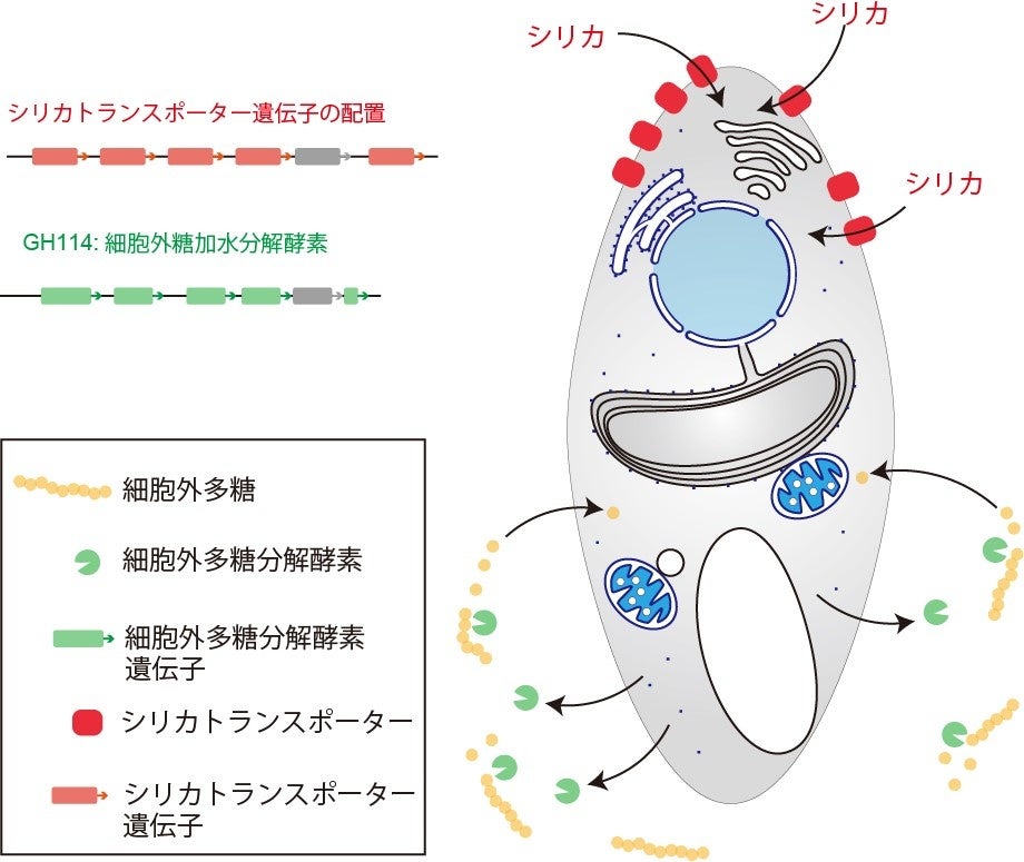図3 細胞膜および細胞外で機能するタンパク質遺伝子の増加。シリカ(細胞壁の材料)を取り込むトランスポーターと細胞外で多糖を分解する酵素の遺伝子を例示した。遺伝子がゲノム中で横並びに増えたことが分かる。