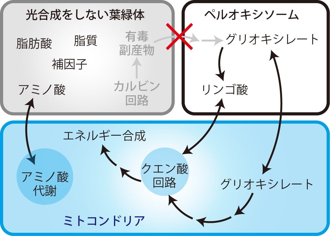 図2 光合成を止めた珪藻細胞内での物質の流れ。光合成をしない葉緑体も様々な物質を合成している。ただし光合成をしないので、カルビン回路での二酸化炭素の固定は行われず、副産物の合成やそれをペルオキシソームに渡して解毒することはしていない (灰色文字&灰色矢印)