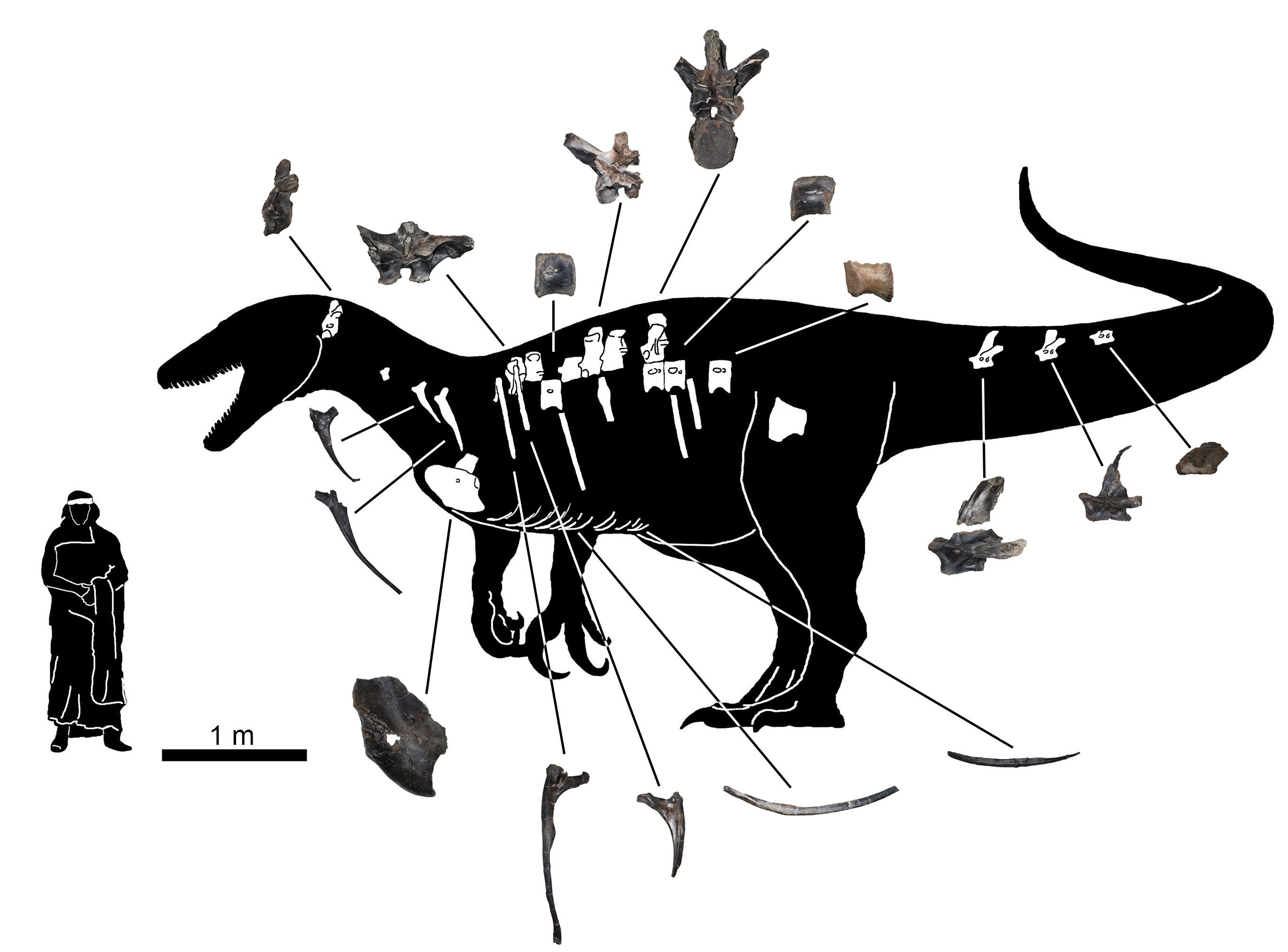 図４　標本の写真と確認されている部位