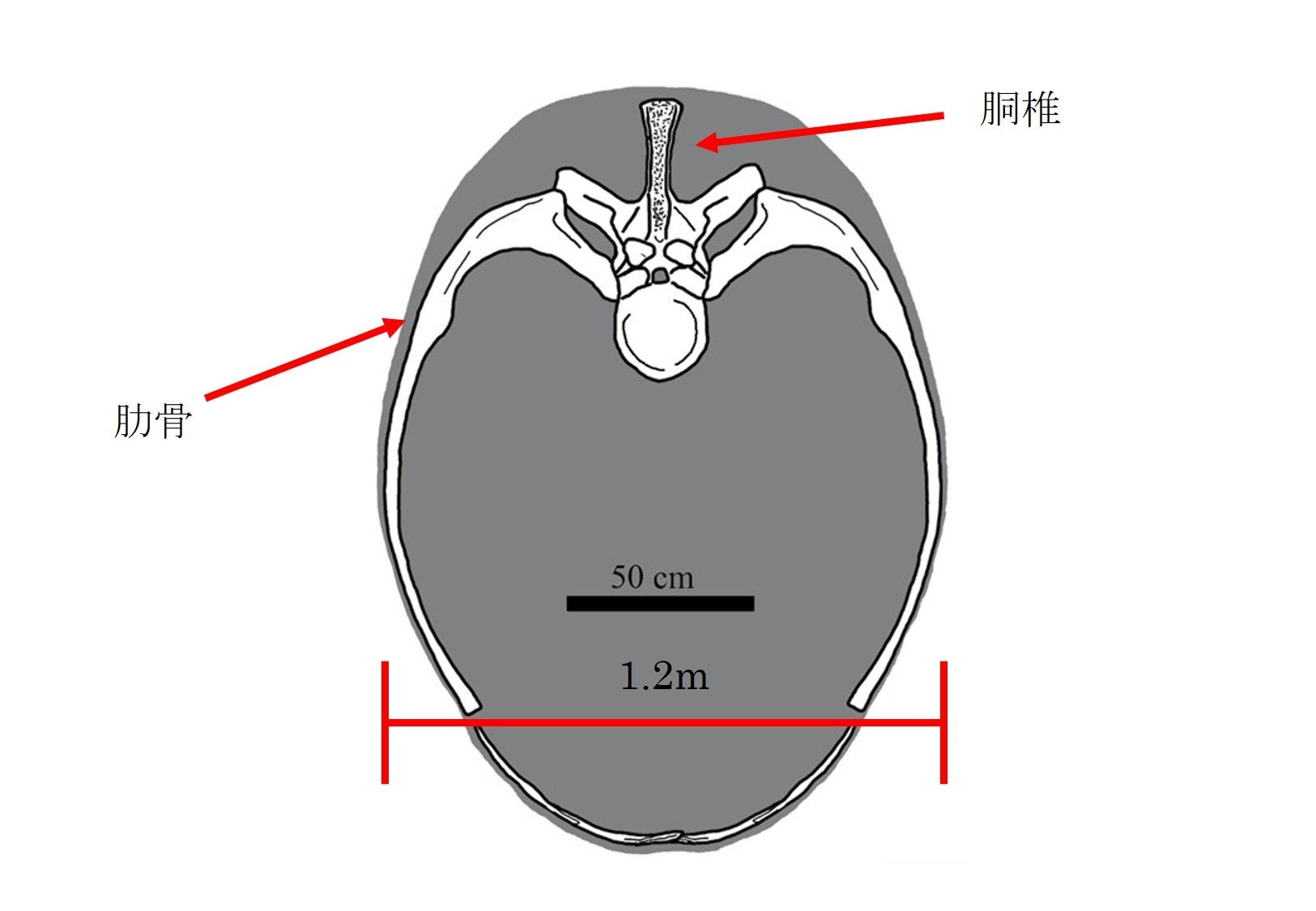 図５　マイプの胴体の復元