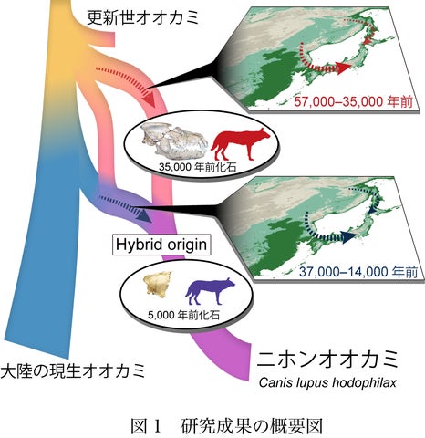 国立科学博物館】ニホンオオカミの起源を解明 | 文化庁のプレスリリース 国立科学博物館】ニホンオオカミの起源を解明 | 文化庁のプレスリリース