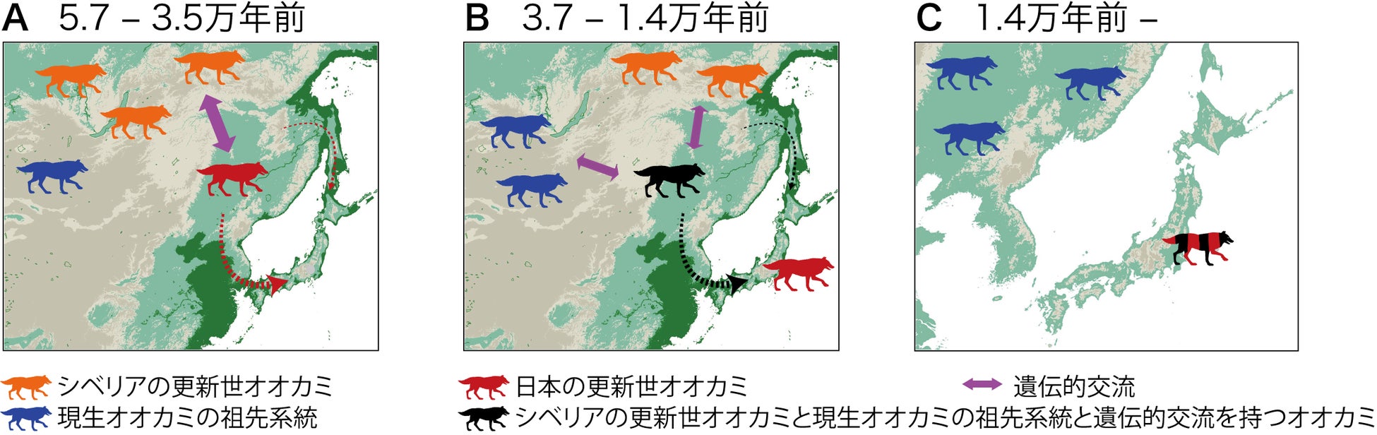 国立科学博物館 ニホンオオカミの起源を解明 文化庁のプレスリリース 国立科学博物館 ニホンオオカミの起源を解明 文化庁のプレスリリース