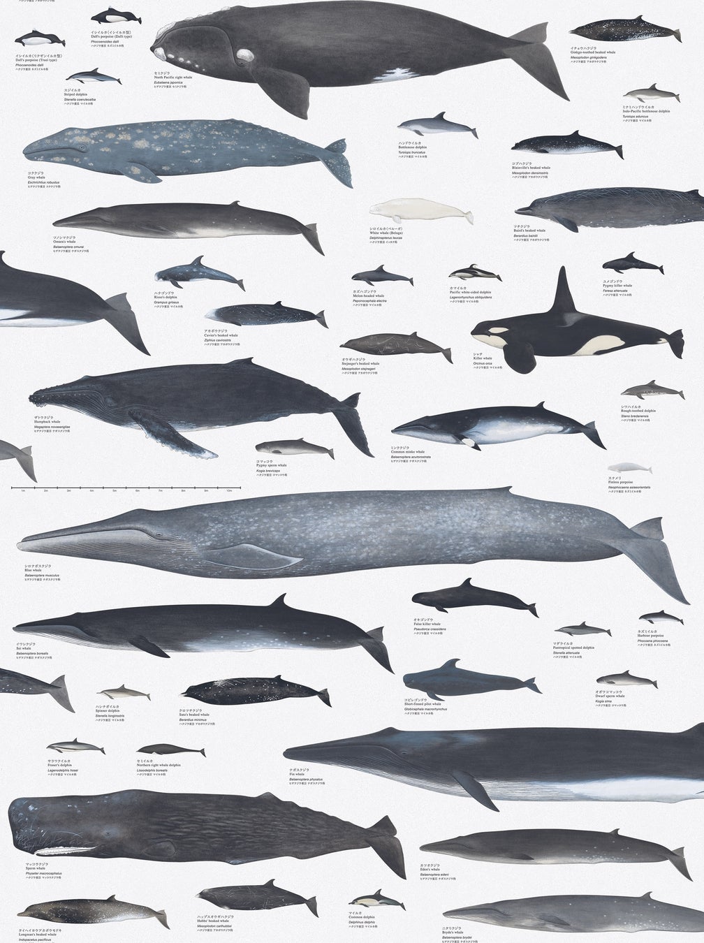 国立科学博物館 サンゲツ 国立科学博物館 コラボレーション壁紙 制作協力 文化庁のプレスリリース 国立科学博物館 サンゲツ 国立科学博物館 コラボレーション壁紙 制作協力 文化庁のプレスリリース