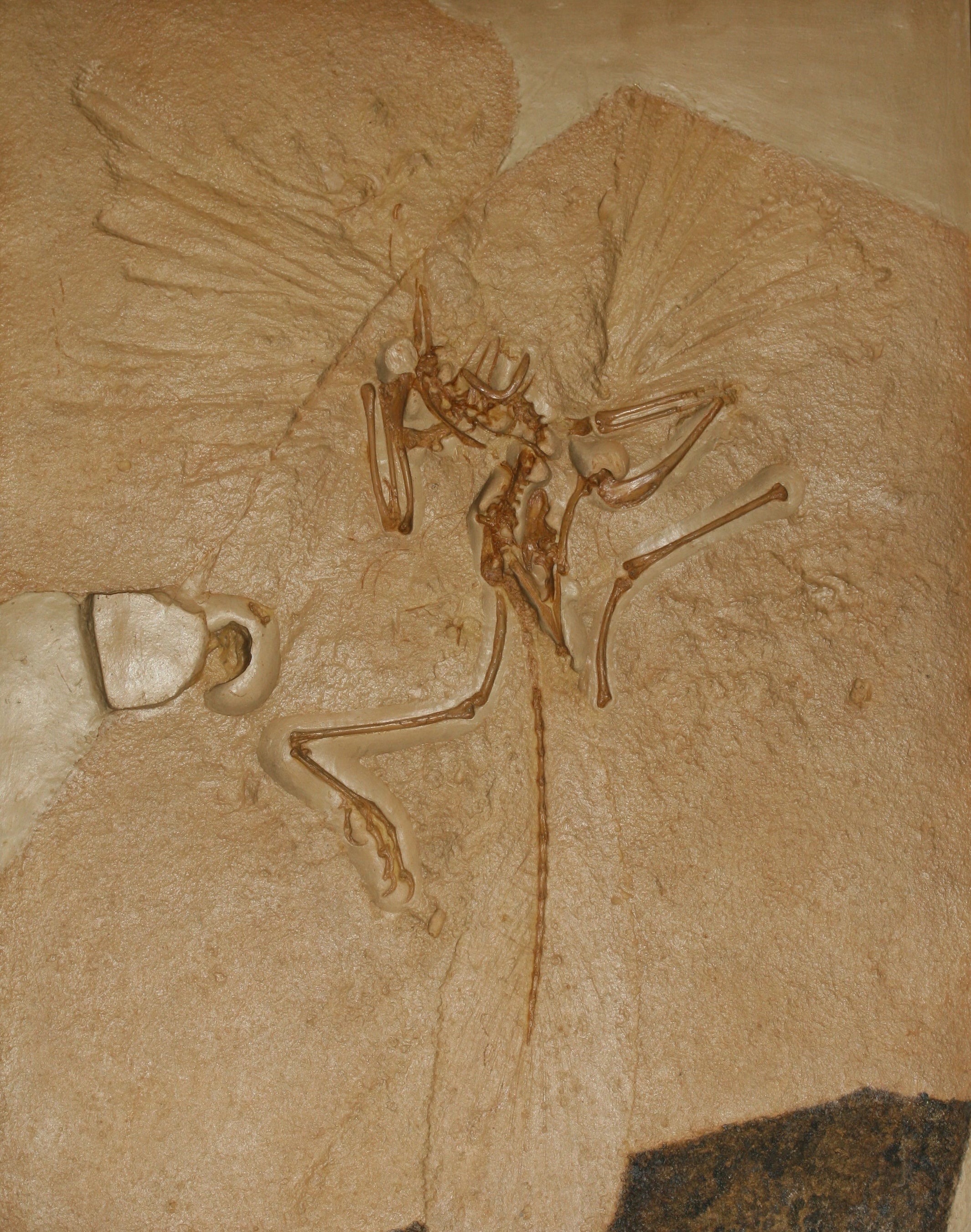 始祖鳥の化石（レプリカ）