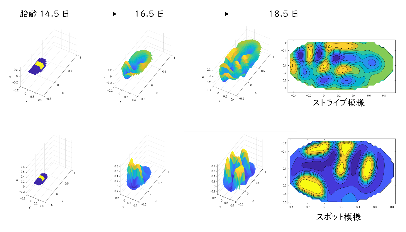 ​図2　上顎臼歯（上）と下顎臼歯（下）の発生過程のモデル化