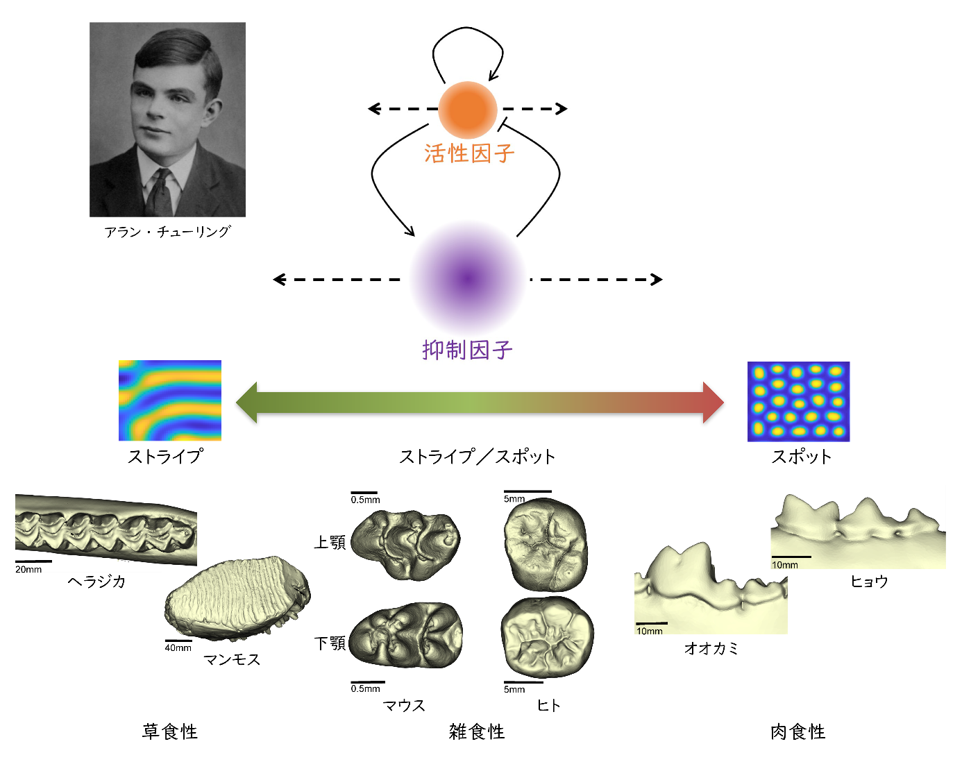 図１　チューリング・モデルと哺乳類の臼歯。