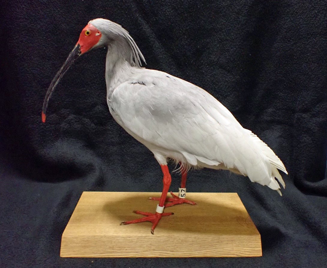 トキの剥製（画像提供：（公財）東京動物園協会）