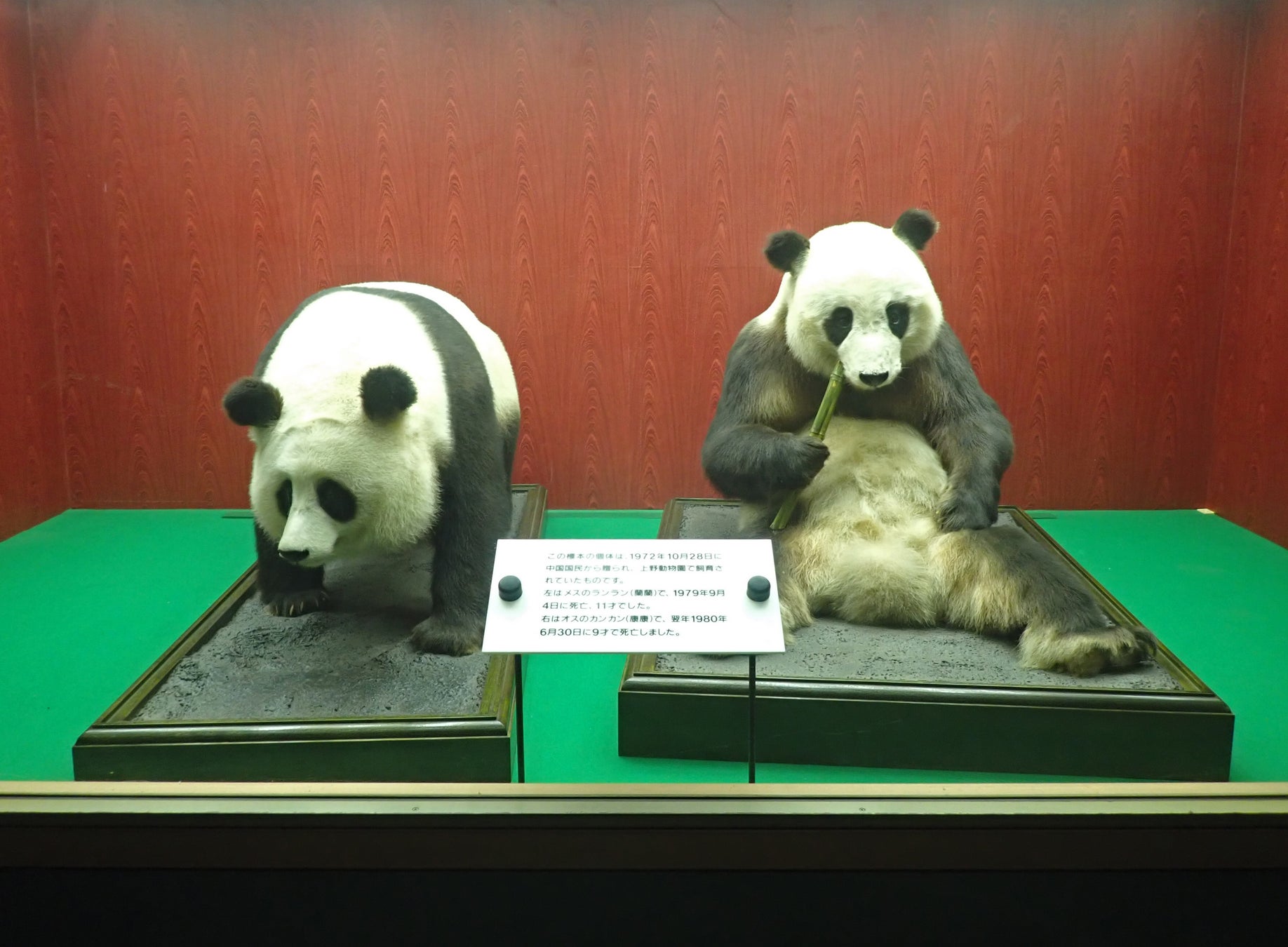 ジャイアントパンダ「カンカン」「ランラン」の剥製 (画像提供:(公財)東京動物園協会)