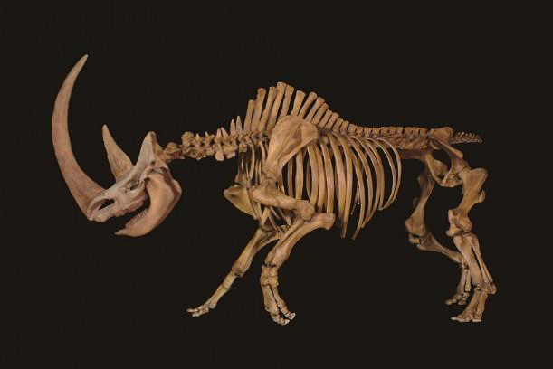 ＜チベットケサイ　全身骨格復元標本＞　　　　　　　　　　　　　　　　　　　　　　　　　　　　　　　　※本写真の骨格は製作段階のもので完成版とは形状が異なります。