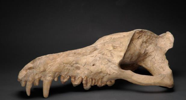 ＜アンドリューサルクス 頭骨＞