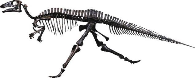 ＜バクトロサウルス 全身骨格＞ 所蔵：福井県立恐竜博物館